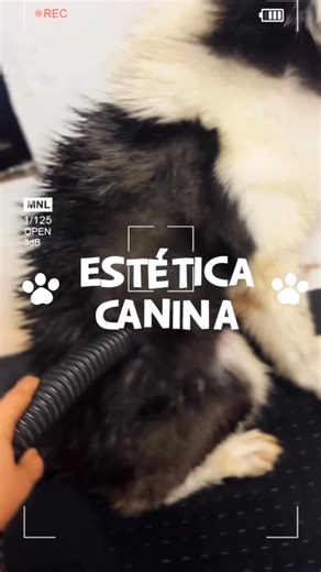 Escuela Canina HERCAN on Instagram: "ZEUS 😘🥰"