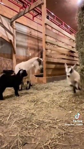 Funny Jumping Lambs #foryou #funny #music #farmlife #happy