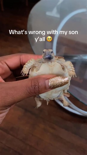 Excuse Leo , he had a blue berry ☺️ #salcatatoroise #tortoise | Pet Turtle