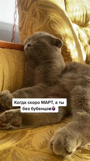 Relaxing Grey Scottish Fold Cat on Cozy Couch