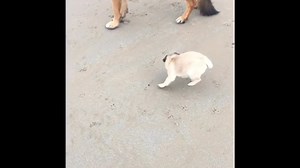 Our gorgeous Sassy … definitely has the pug run down pat 😂 Have your own ‘pug run’ videos? Share them with us 🤗 | Pugs SOS Rescue Australia