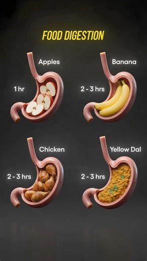 David Abbasi, MD | Orthopedic Sports Surgeon on Instagram: "What really happens to your meal once it hits your stomach? Your stomach is constantly working behind the scenes—mixing, breaking down, and moving food through one of the most fascinating systems in your body. Did any of these digestion times surprise you? Keep in mind: digestion is different for everyone. Metabolism, age, activity level, overall health, and even stress can all affect how quickly your stomach processes a meal. These tim