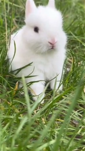Lost Bunny Can’t Find the Way 🐇❓ | Cutest Confused Rabbit