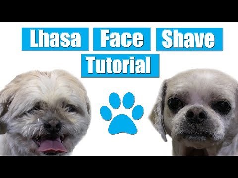 Shaving Lhasa Apso Face | Pet Grooming Tutorial