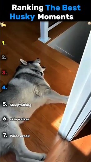 Ranking The Best Husky Moments 🐶😂 | Part 1