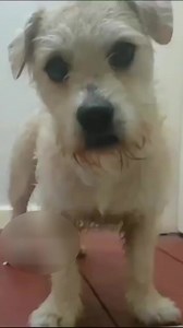 443K views · 5.9K reactions | The Andrex Puppy Audition | Paul Cooper | Facebook