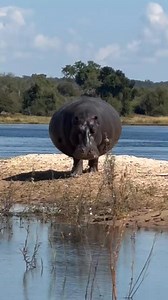 A true king of the waters🦛. You haven't seen a gigantic version of a hippo - it's the third largest land mammal after African elephant and white rhinoceros. #hippo #hippo #hippos #hippopotamus #aquatic #wildlife #boatsafari | Wildfriends Africa