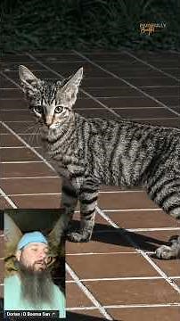 Chip's Fight Against FIP | Caused by a mutation of the Feline Coronavirus