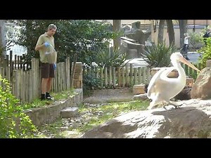 Dalmatian pelican (Pelecanus crispus) feed at Zoo Barcelona