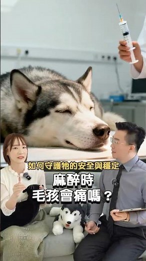 【嬌寵醫生】麻醉手術毛孩會痛嗎？麻醉獸醫師如何守護牠的安全