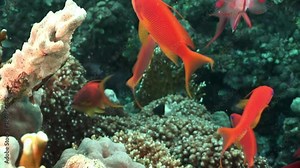 Close-up of school of fabulous perch fish in corals underwater Red sea. Relax video about Jewel Fairy Basslet Pseudanthias Squamipinnis in marine nature.