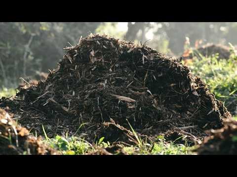 Why Are There No Earthworms In My Compost? I Finally Found Out