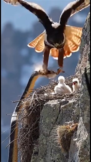 Hawk Saves Its Baby From Deadly Snake Attack! 🦅🐍
