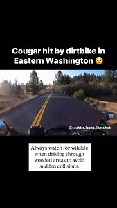 6.5K views · 1.6K reactions | Always watch for wildlife when driving through wooded areas to avoid sudden collisions. #CarAccident #TrafficAccident #AutoAccident #CarCrash #InjuryLawyer #DrivingSafety #RoadSafety #SafeDriving #DrivingTips #CarSafety | Cherin Law Firm PLLC | Facebook