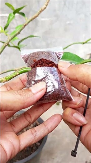 _"Plant propagation by air layering,🪾