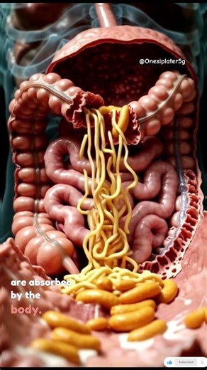 What Happens Inside Your Body After Eating Noodles? 🍜