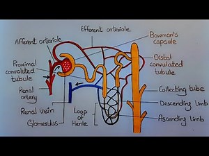 Labelled Diagram of Nephron l How to Draw Nephron with Labelling l Nephron l ES art & craft
