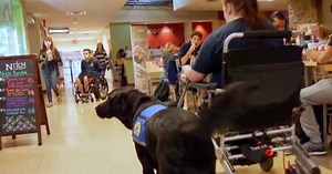 Canine Aptitude Test studies dog intelligence