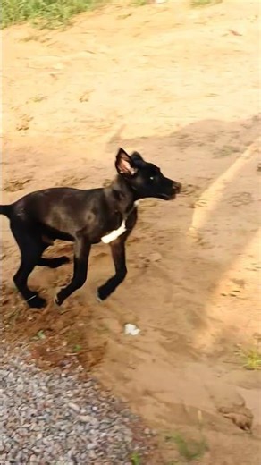 Dog Barking Sound 28 #shorts #barking #dogsound #dogvoice #runningdog