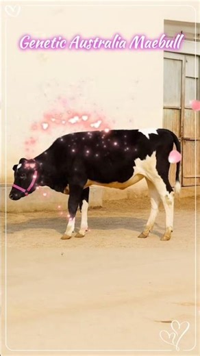 Australian Proven Bull Heifer #cow #dairyherd #dairyfarming #australia #livestockpakistan