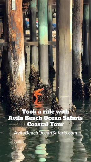 Explore Wildlife on Avila Beach Coastal Tours