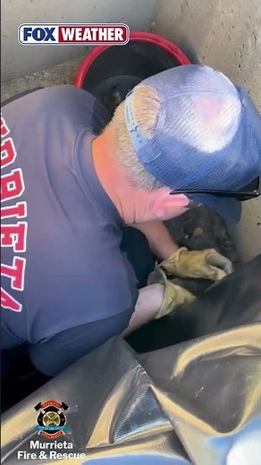 DUCKLING RESCUE 🦆: First Responders Helped Save A Family Of Ducks In California