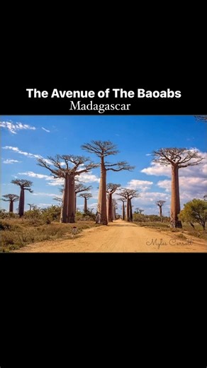 1.5K views · 23 shares | A COMPLETE GUIDE TO SEE THE AVENUE OF THE BAOBABS IN MADAGASCAR ... The Avenue of the Baobabs is a world-famous dirt road in western Madagascar, near Morondava, lined with majestic, ancient Grandidier's baobab trees (locally called "reniala," meaning "mother of the forest"), creating an iconic, surreal landscape, especially stunning at sunrise and sunset, and is a key conservation area and popular tourist destination in the Menabe region. | Myles Carroll | Facebook
