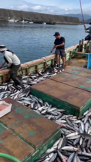 今年2回目入れ食いメジカ🐟 #田舎暮らし #田舎 #高知 #釣り #fishing #釣果 #奈半利町 #仕事ちょうだい #一本釣り | メジカ