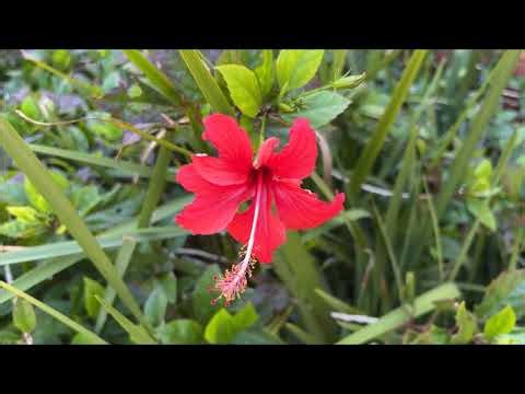 Chinese Red Hibiscus