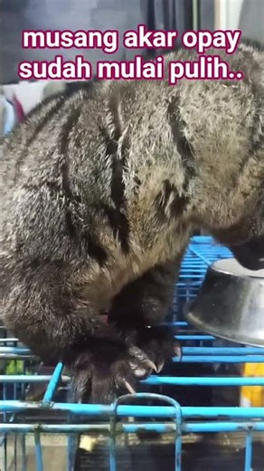 #musangakar #makanulatjerman #opay si musang akar