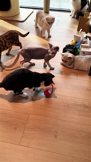 ⚡😼 **Unleash the Hunt!** 🎾✨ Keep your kitty’s inner predator *obsessed* with the **Smart Auto-Play Cat Teaser Ball**—*21,000 cats already stalk it*! 🏆 👉 **SWIPE** to see chaos in action: ✅ **Random zig-zag moves** = no boredom, just endless “catch me if you can!” ✅ **Obstacle-dodging AI** = no stuck-under-couch rescues needed. ✅ **LED light trail** = hypnotic prey simulation for midnight zoomies! 🌟 ✅ **Indestructible shell** = survives even the *wildest* claw attacks. 💬 Comment “HUNT MODE”