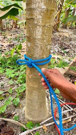 Strong Rope Knot for Tree Trunk 🌳🪢 | Easy No-Slip Tension Knot #shorts