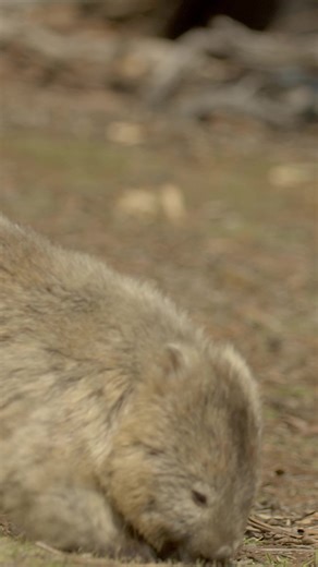 Wombats: The Fastest Animals of Australia