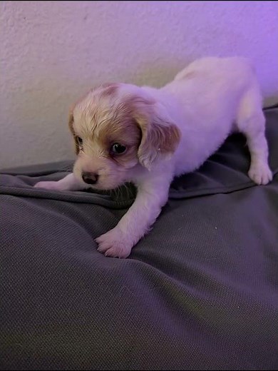 Cute Cavapoo Puppies Growing Up #cavapoo #cavapoopuppy #cavapoopuppies #cutepuppies