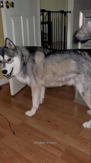 Husky Core Chaos Caught on Camera 🐺😂