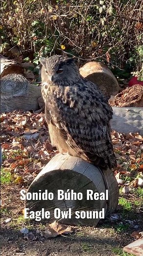 Sonido del búho real Graznido Ulular- Eagle Owl sound. squawk, hoot