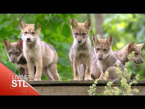 The Endangered Wolf Center | Living St. Louis