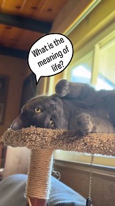 1.5K views · 50 reactions | Existential crisis… and I’m hungry. #cat #cats #catlover #catlife #catstagram #catlovers #catloversclub #catlove #catoftheday #pet #pets #animal #animallovers #tabbycat #viral #reels #reel #catvideo #catreel #fypシ #funny #comedy #memes #graycat | Sam Smoky | Facebook