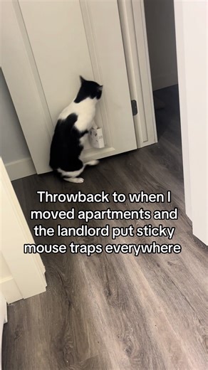 Cats and Apartment Living: A Throwback Story