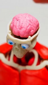 Build the human body one bone, muscle, and organ at a time with the Our Amazing Human Body Science Activity Kit! 💀🧠 This kit comes with a 19-piece skeleton, 10 organs, 25 muscles, 3-piece stand, and 3 activity cards that explain how the different joints work, the various functions of vital organs, and more! 🩺 It's a no ~brainer~ birthday gift for 8-to-10 year olds who are interested in becoming a doctor someday! Learn more about it at this link! https://bit.ly/FBTAmazingHumanBody | Fat Brain 