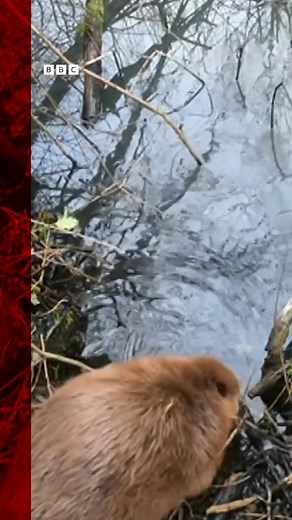 For the first time in 400 years, there are beavers living in Shropshire. Once a thriving species across the English countryside, beavers were hunted to extinction in the 17th century. On Friday afternoon, a pair were released at the Old River Bed nature reserve, near Shrewsbury. BBC Birmingham #Beavers #Nature #Animals #Shropshire | BBC