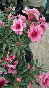 24 reactions | Desert Rose Adenium Bonsai  #adenium #desertrose...