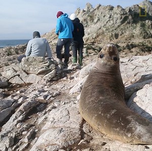730K views · 17K reactions | Due to their sensitive ecosystem, the Farallon Islands are off limits to the public. | National Geographic | Facebook