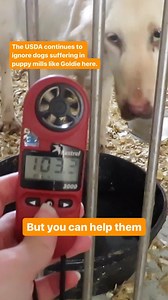 REMEMBER GOLDIE: It has been three years since Goldie, a young Golden Retriever, died at a USDA-licensed puppy mill and the agency STILL is not doing its job to protect animals. Goldie suffered needlessly at a puppy mill in Iowa while the USDA stood by and watched—documenting her deteriorating condition for months—despite being responsible for protecting the welfare of dogs at breeding facilities under the Animal Welfare Act. Let’s remember Goldie as a symbol of change and hope, rather than a vi