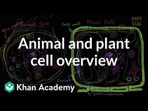 Overview of Animal and Plant Cells Video Lecture | Biology and Biochemistry for MCAT