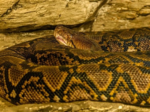 Najdłuższy wąż świata grasował w Bydgoszczy. Wypatrzył go owczarek niemiecki