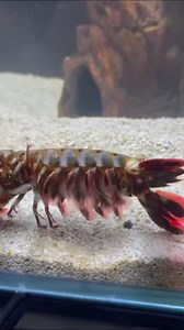 Giant Mantis Shrimp VS Super-Red Mantis Shrimp EP1 | Bryce Hall