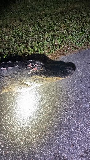 Large Alligator killed by a semi while I was out Python Hunting! #floridaman #alligator #gator #snakehunter #fyp #foryou #foryoupage #swamplizard