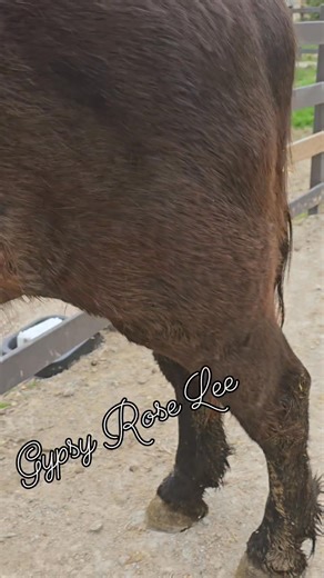 9.2K views · 231 reactions | Here's a better video of Gypsy Rose, she...