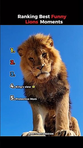 Ranking Funniest Lions Moments #shorts #viralshorts